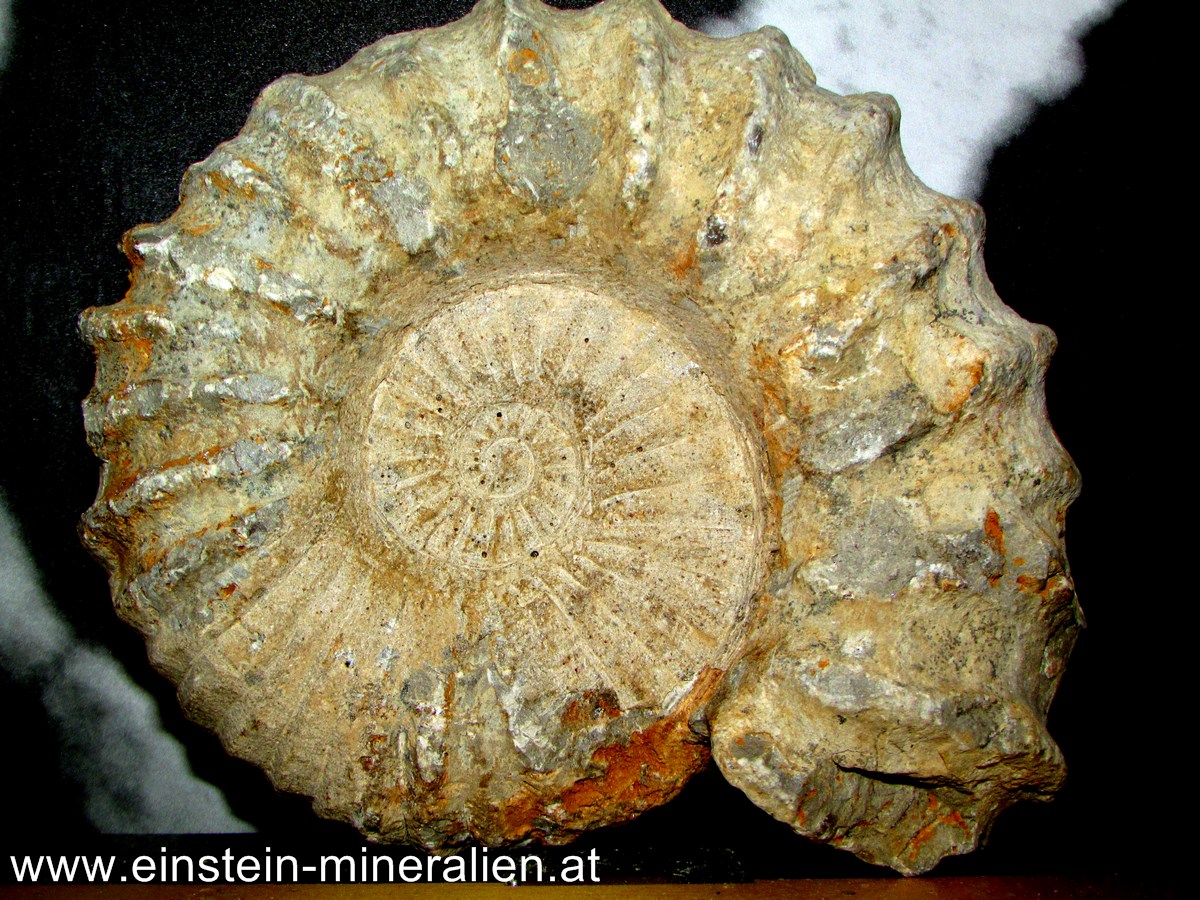 Ammoniten III